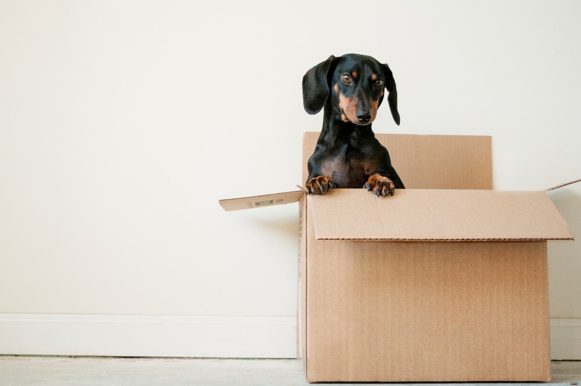 A dog peeking out of a box