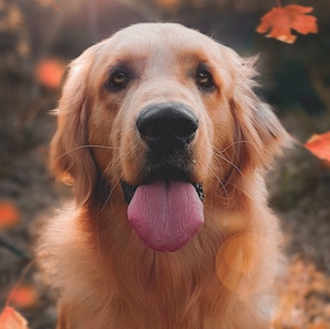 A dog with it's tounge out